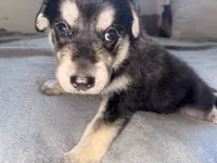 Pink boy, a male German Shepherd Dog and Golden Retriever for sale in Palm Bay, FL – 2 of 5