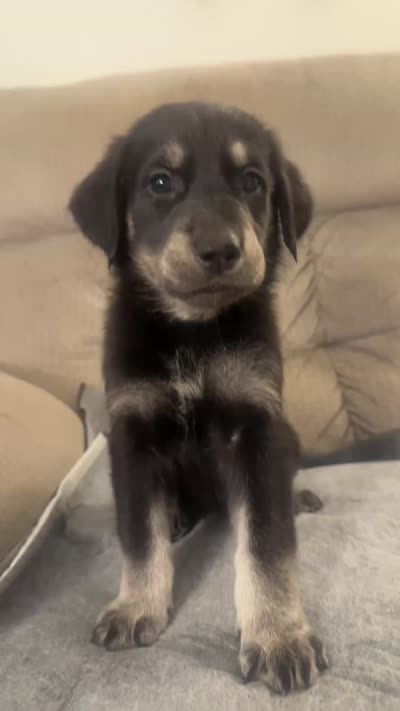 Green , a female German Shepherd Dog and Golden Retriever for sale in Palm Bay, FL – 2 of 2
