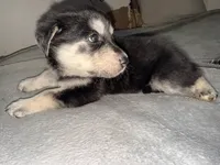 Pink boy, a male German Shepherd Dog and Golden Retriever for sale in Palm Bay, FL – 3 of 5