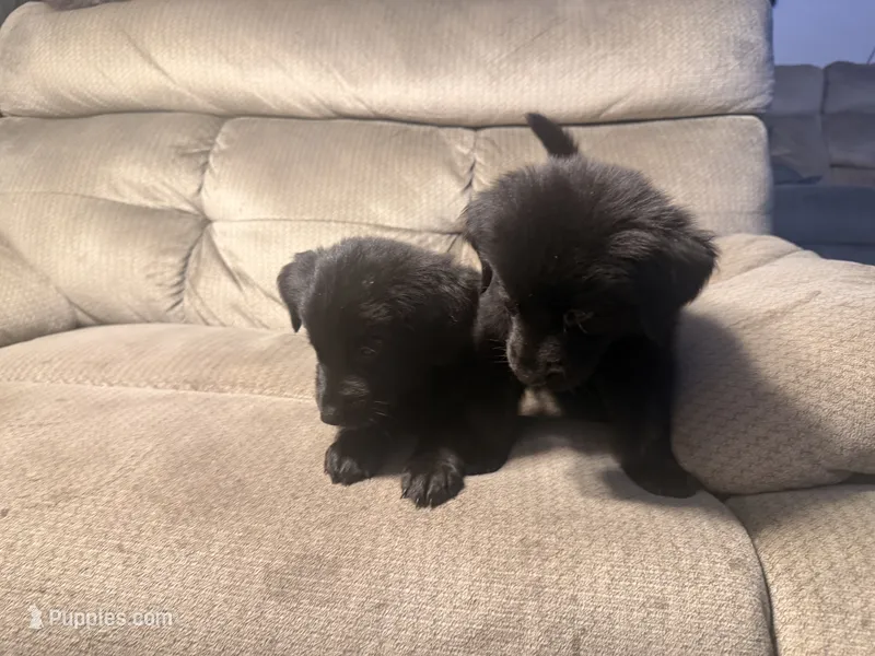 Blue and gray  – German Shepherd Dog, Golden Retriever puppy for sale in Palm Bay, FL
