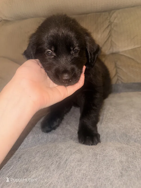 Brown  – German Shepherd Dog, Golden Retriever puppy for sale in Palm Bay, FL