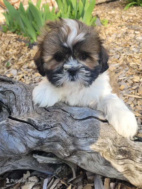Ted, a male Shichon for sale in Pillager, MN – 1 of 1