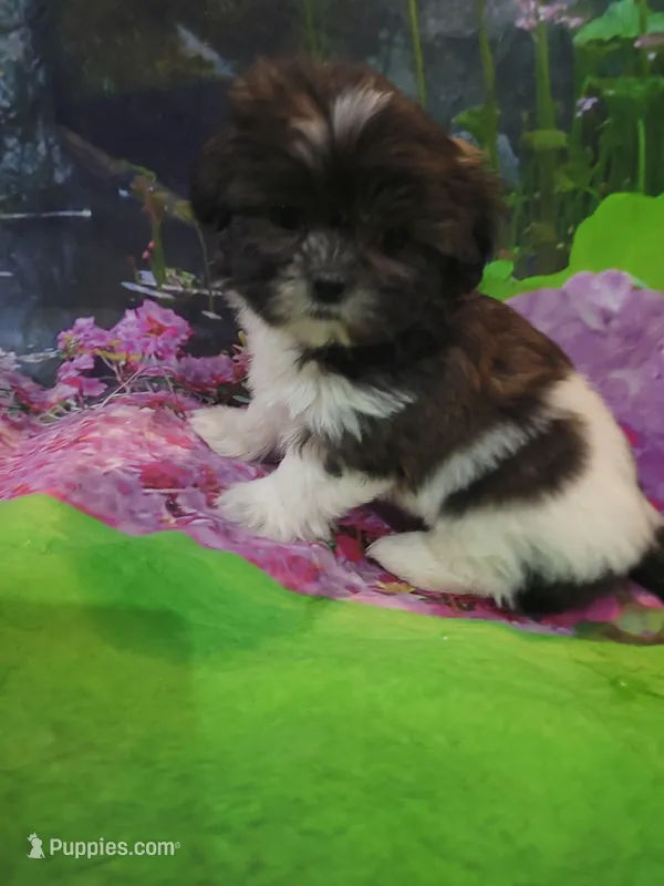 Tina – Shichon puppy for sale in Pillager, MN