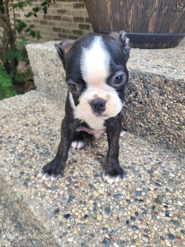 Bob  – Boston Terrier puppy for sale in Pillager, MN