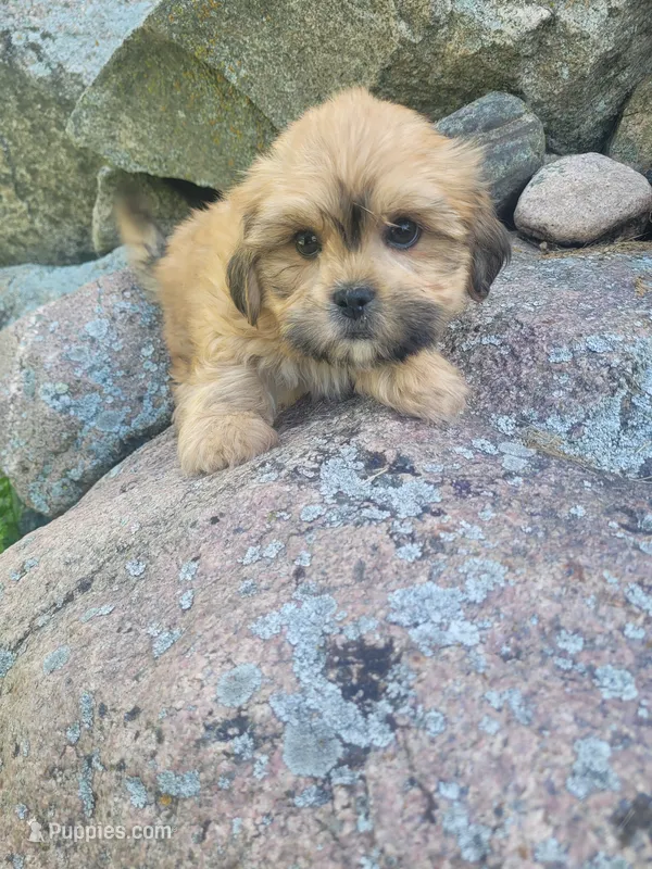 Teddy – Shichon puppy for sale in Pillager, MN