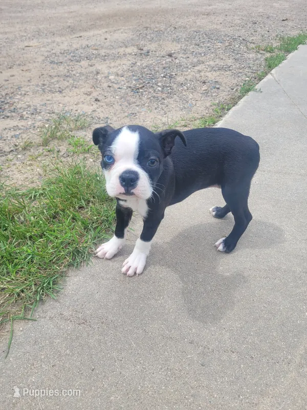 Bonita – Boston Terrier puppy for sale in Pillager, MN