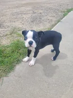 Bonita, a female Boston Terrier for sale in Pillager, MN – 1 of 1