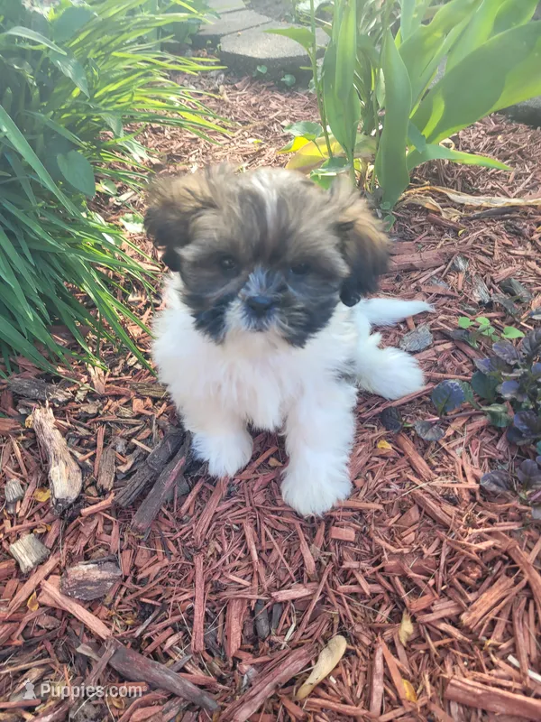 Tina – Shichon puppy for sale in Pillager, MN