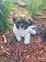 Tina, a female Shichon for sale in Pillager, MN – 1 of 1