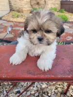 Tinah, a female Shichon for sale in Pillager, MN – 1 of 1