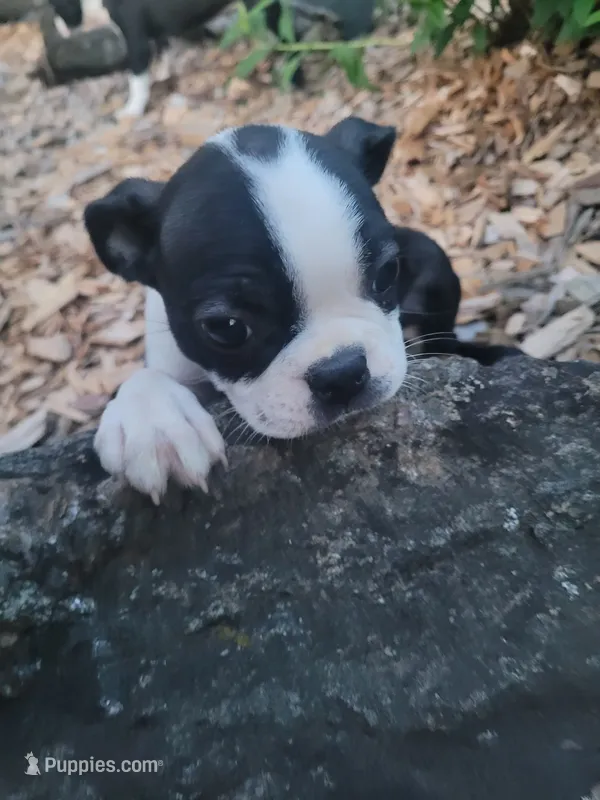Bonita – Boston Terrier puppy for sale in Pillager, MN