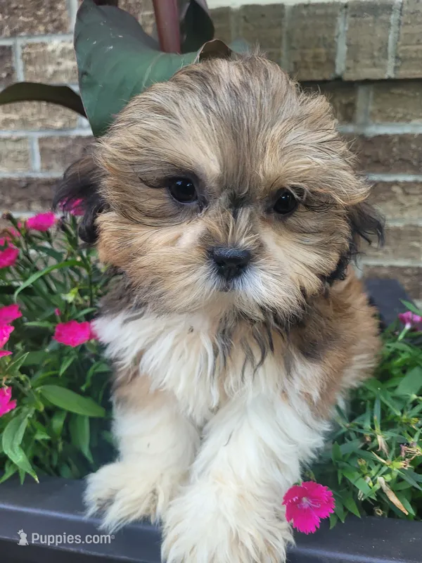 Ted – Shichon puppy for sale in Pillager, MN