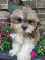 Ted, a male Shichon for sale in Pillager, MN – 1 of 1