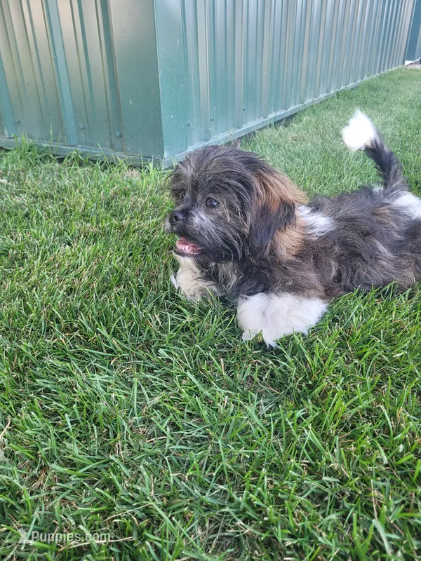 Teddy – Shichon puppy for sale in Pillager, MN