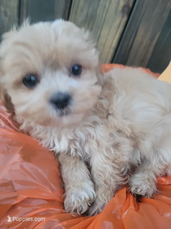 Tina – Shichon puppy for sale in Pillager, MN
