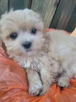 Tina, a female Shichon for sale in Pillager, MN – 1 of 1