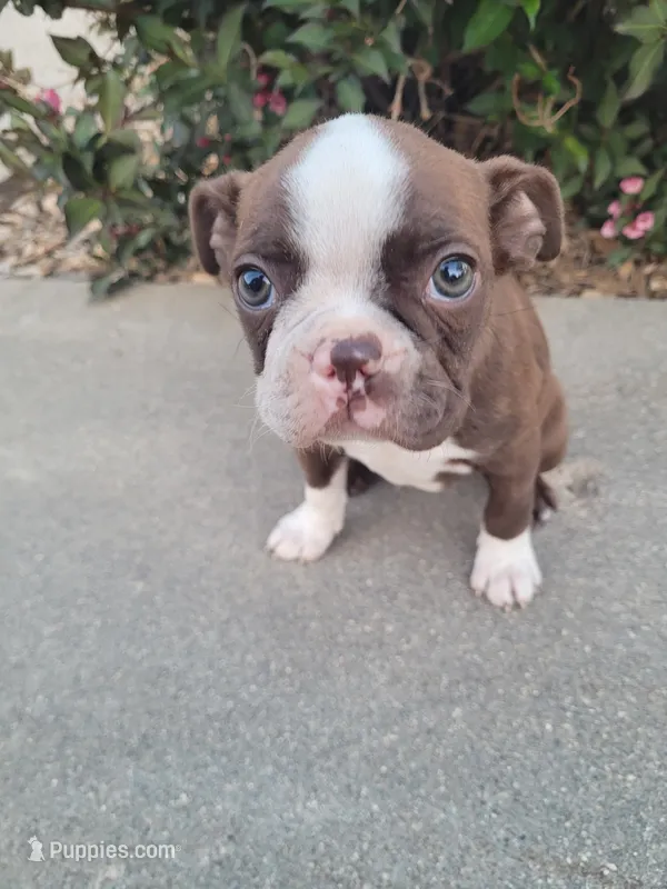 Barb  – Boston Terrier puppy for sale in Pillager, MN