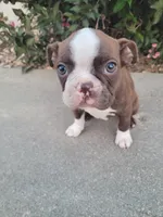 Barb , a female Boston Terrier for sale in Pillager, MN – 1 of 1