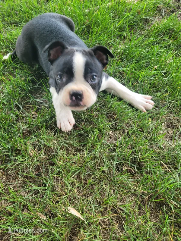 Bob  – Boston Terrier puppy for sale in Pillager, MN