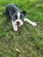 Bob , a male Boston Terrier for sale in Pillager, MN – 1 of 1