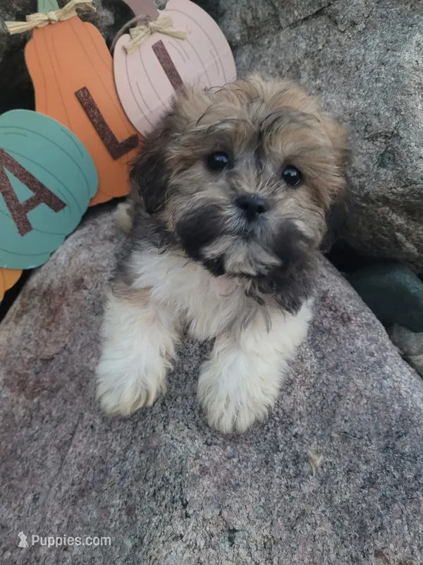 Teddy – Shichon puppy for sale in Pillager, MN