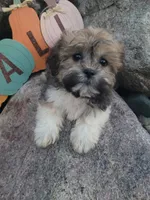 Teddy, a male Shichon for sale in Pillager, MN – 1 of 1