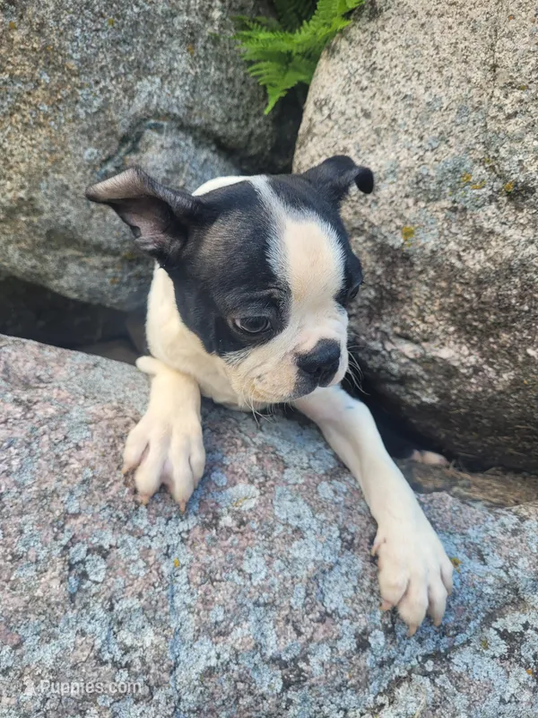 Bobbie – Boston Terrier puppy for sale in Pillager, MN