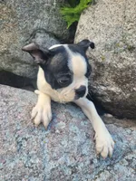 Bobbie, a male Boston Terrier for sale in Pillager, MN – 1 of 1