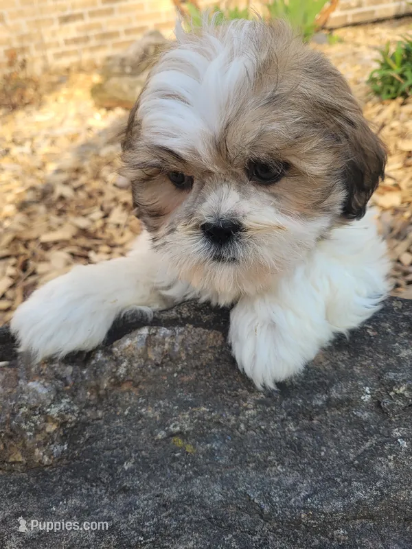 Teddy – Shichon puppy for sale in Pillager, MN
