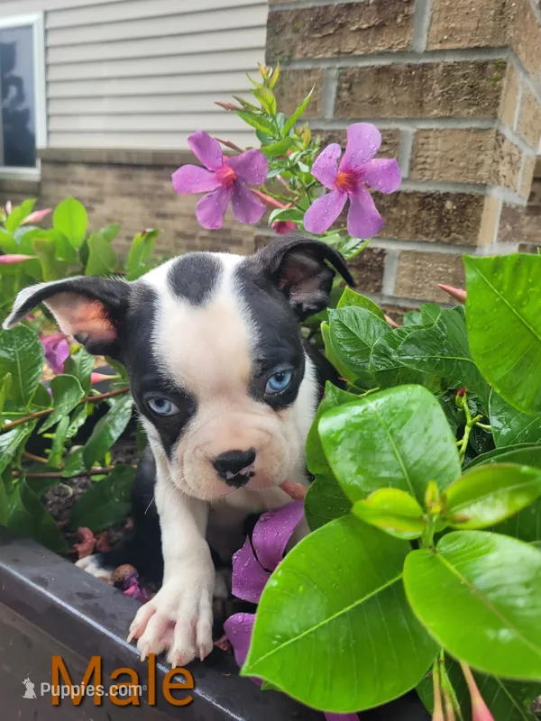 Bob  – Boston Terrier puppy for sale in Pillager, MN