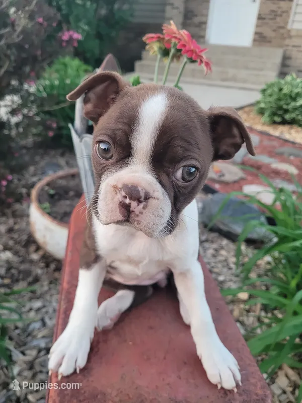 Bonita – Boston Terrier puppy for sale in Pillager, MN