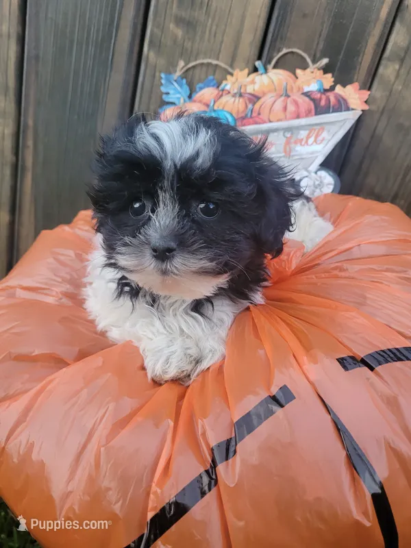 Tina – Shichon puppy for sale in Pillager, MN