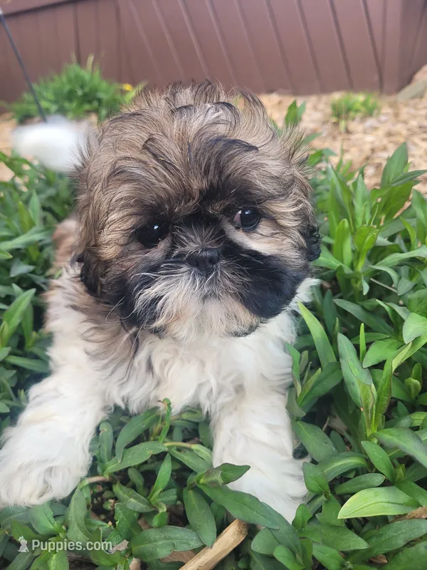 Tina – Shichon puppy for sale in Pillager, MN