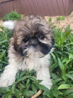 Tina, a female Shichon for sale in Pillager, MN – 1 of 1