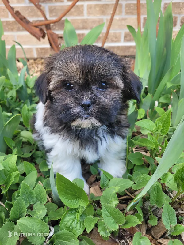 Tom – Shichon puppy for sale in Pillager, MN
