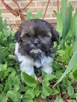Tom, a male Shichon for sale in Pillager, MN – 1 of 1