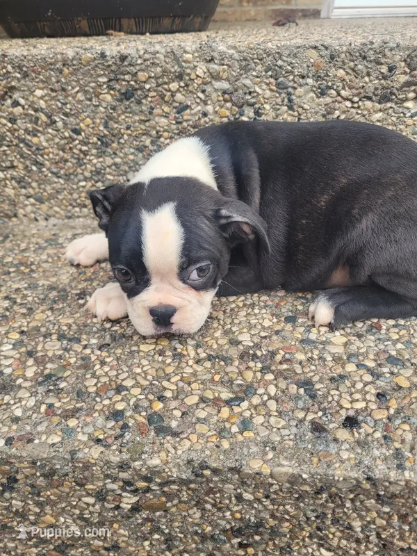 Bonita – Boston Terrier puppy for sale in Pillager, MN