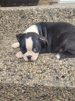 Bonita, a female Boston Terrier for sale in Pillager, MN – 1 of 1