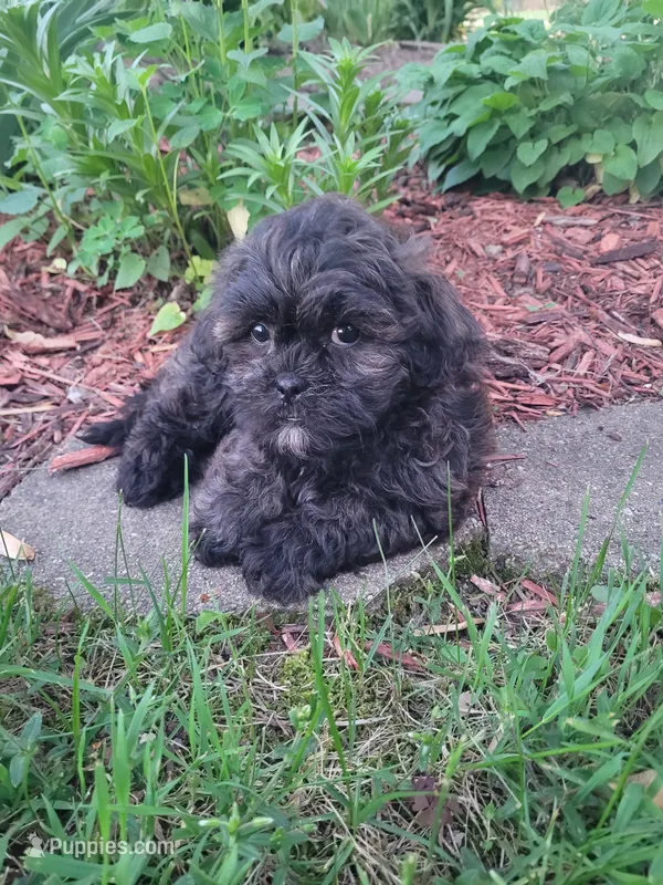 Teddy – Shichon puppy for sale in Pillager, MN