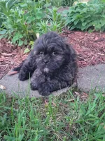 Teddy, a male Shichon for sale in Pillager, MN – 1 of 1