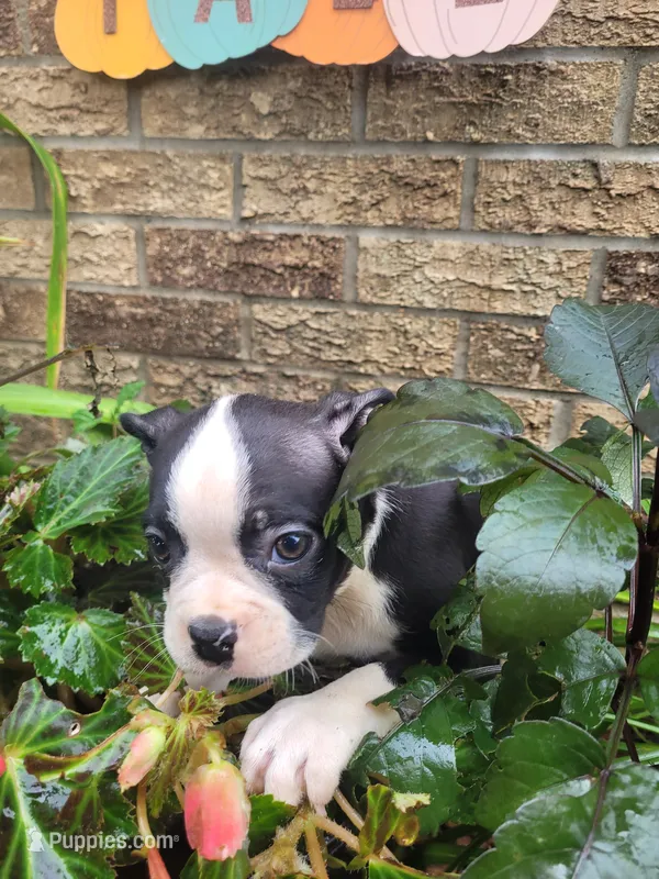 Bob  – Boston Terrier puppy for sale in Pillager, MN