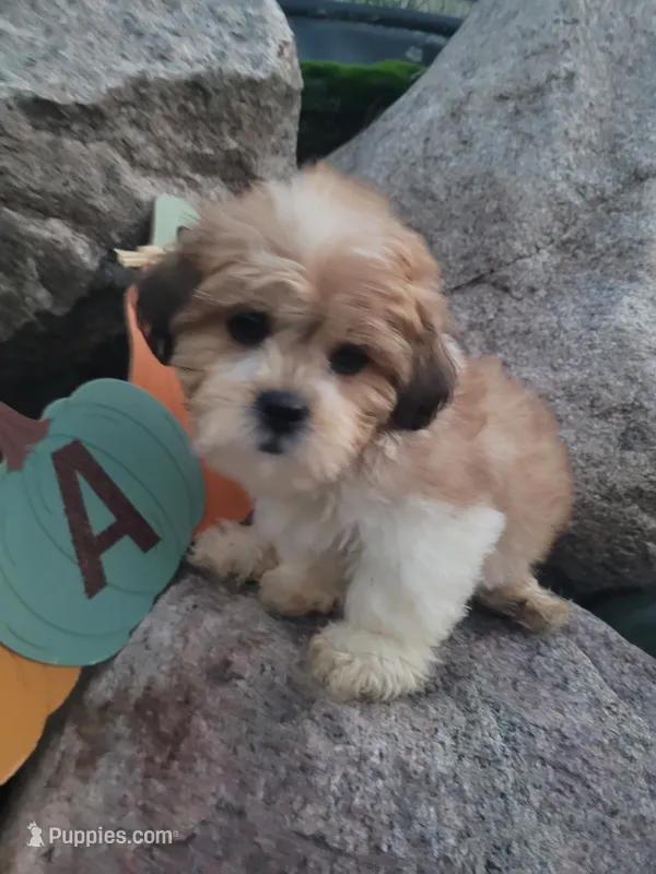 Ted – Shichon puppy for sale in Pillager, MN