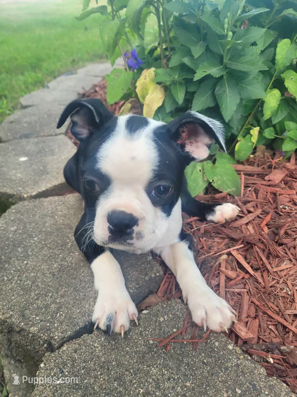 Barb  – Boston Terrier puppy for sale in Pillager, MN