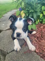 Barb , a female Boston Terrier for sale in Pillager, MN – 1 of 1