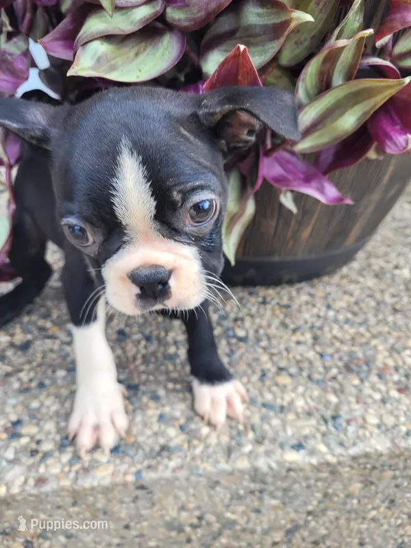 Bobbie – Boston Terrier puppy for sale in Pillager, MN