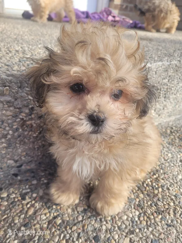 Toby, a male Shichon for sale in Pillager, MN – Photo 1 of 1