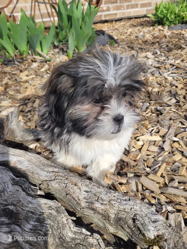 Ted – Shichon puppy for sale in Pillager, MN
