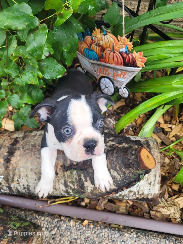 Bobbie – Boston Terrier puppy for sale in Pillager, MN