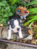 Bobbie, a male Boston Terrier for sale in Pillager, MN – 1 of 1