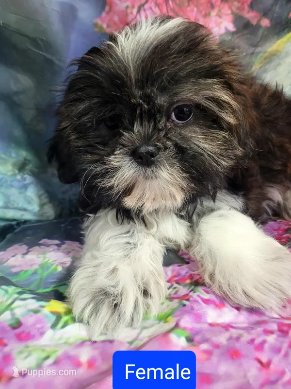 Torri – Shichon puppy for sale in Pillager, MN